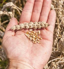 Commercio estero di cereali Slovenia