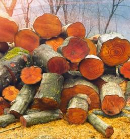 Prodaja lesa Koper, Obala