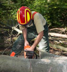 Trgovina z lesom in hlodovino Radenci Murska Sobota