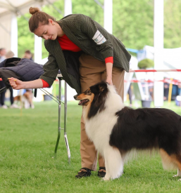 Pasja šola Zagorje ob Savi