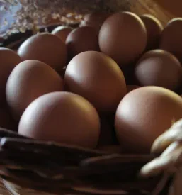 Ugodna domača jajca Pomurje