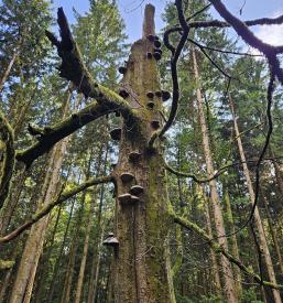 Učinkovita gozdna terapija v Osrednji Sloveniji