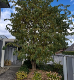 Obrezovanje drevesnih vej