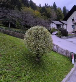 Urejanje okolice Ljubljana, Gorenjska