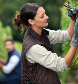 Vinogradniška ponudba Bizeljsko