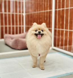 Nega psov in malih živali Sežana