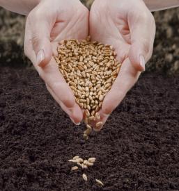 Domača ekološka pridelava Veržej