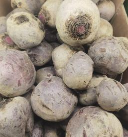 Odkup sadja, zelenjave Slovenija