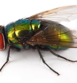 Osice za zatiranje muh dostava Slovenija