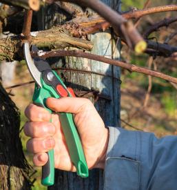 Vinograd na Bizeljskem