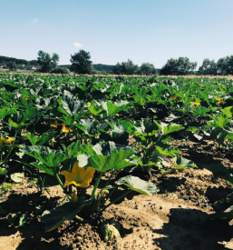 Lokalna pridelava bučnega olja Prekmurje