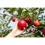 Sadjarsko - vrtnarsko društvo Tunjice