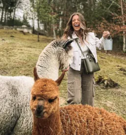Hranjenje alpak na kmetiji na Štajerskem, Slovenija