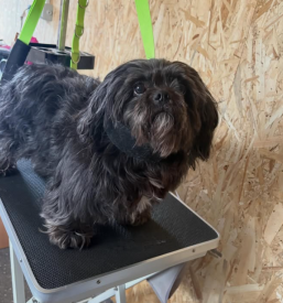 Pasji salon savinjska regija