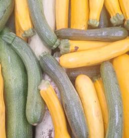 Ekološka kmetija Materija, Primorska