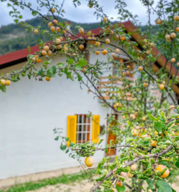 Good accomodations in Žalec