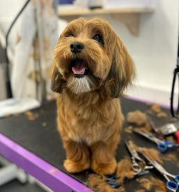 Striženje psov Lenart v Slovenskih goricah