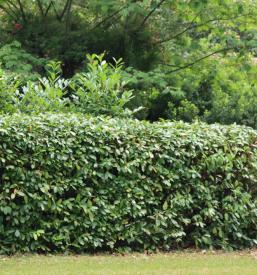 Ugodno urejanje vrtov Prekmurje