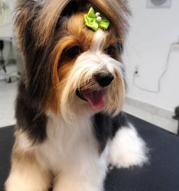 Pasji salon Portorož