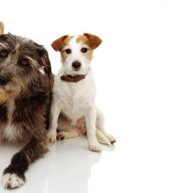 Pasji hotel Savinjska, Slovenija