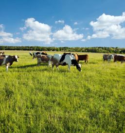 Izletniška kmetija ob Ščavnici