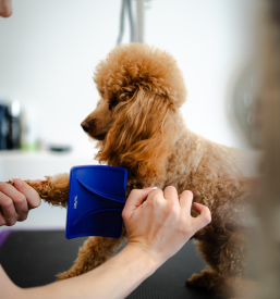 Striženje in nega psov Slovenske gorice