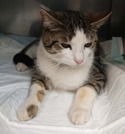 Zdravljenje živali Grosuplje