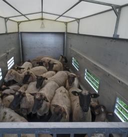 Trgovanje z živimi živalmi Štajerska