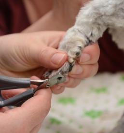 Dober pasji salon Savinjska