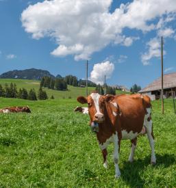 Prodaja živine na Bohinjski Beli