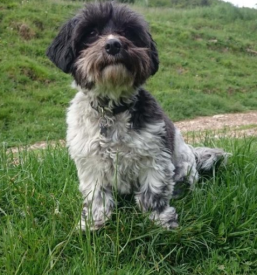 Veterinarske storitve Ivančna Gorica