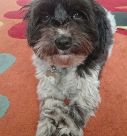 Veterinarska oskrba Ivančna Gorica