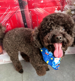 Dober pasji salon v Slovenske gorice, Slovenija