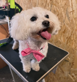 Salon za nego psov Račica ob Savinji