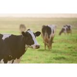 Živinorejska zadruga Bohinjska Bela, z.b.o.