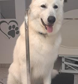 Dober pasji salon v Portorožu