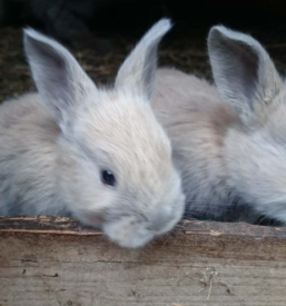 Veterinar za male živali Ivančna Gorica