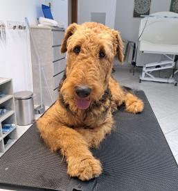 Salon za pse Portorož