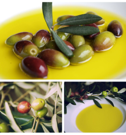 Pridelava oljčnega olja Piran