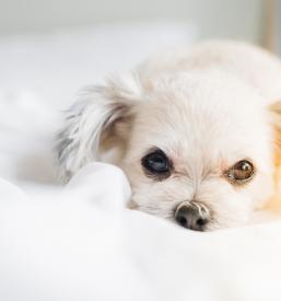 Hotel za pse Štajerska