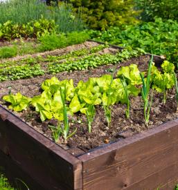 Predelava sveže zelenjave Štajerska