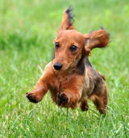 Hotel za pse Savinjska