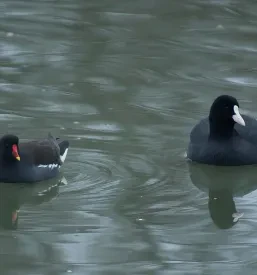 Društvo za proučevanje ptic Ljubljana, Slovenija