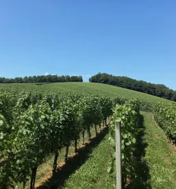 Prodaja najboljšega cvička v Sloveniji