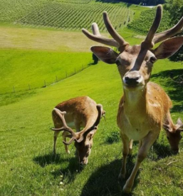 Kmečki turizem in živali na kmetiji Maribor