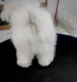 Nega psov Majšperk, Štajerska