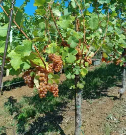 Pridelava najboljšega cvička v Sloveniji