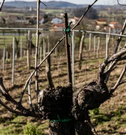 Wine tastings with vineyard and cellar tour Vipava Valley