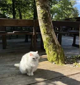 Camp dolina Soče