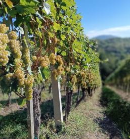 Vrhunska rdeča vina Dolenjska, Slovenija